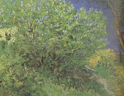 Vincent Van Gogh Lilacs (nn04)